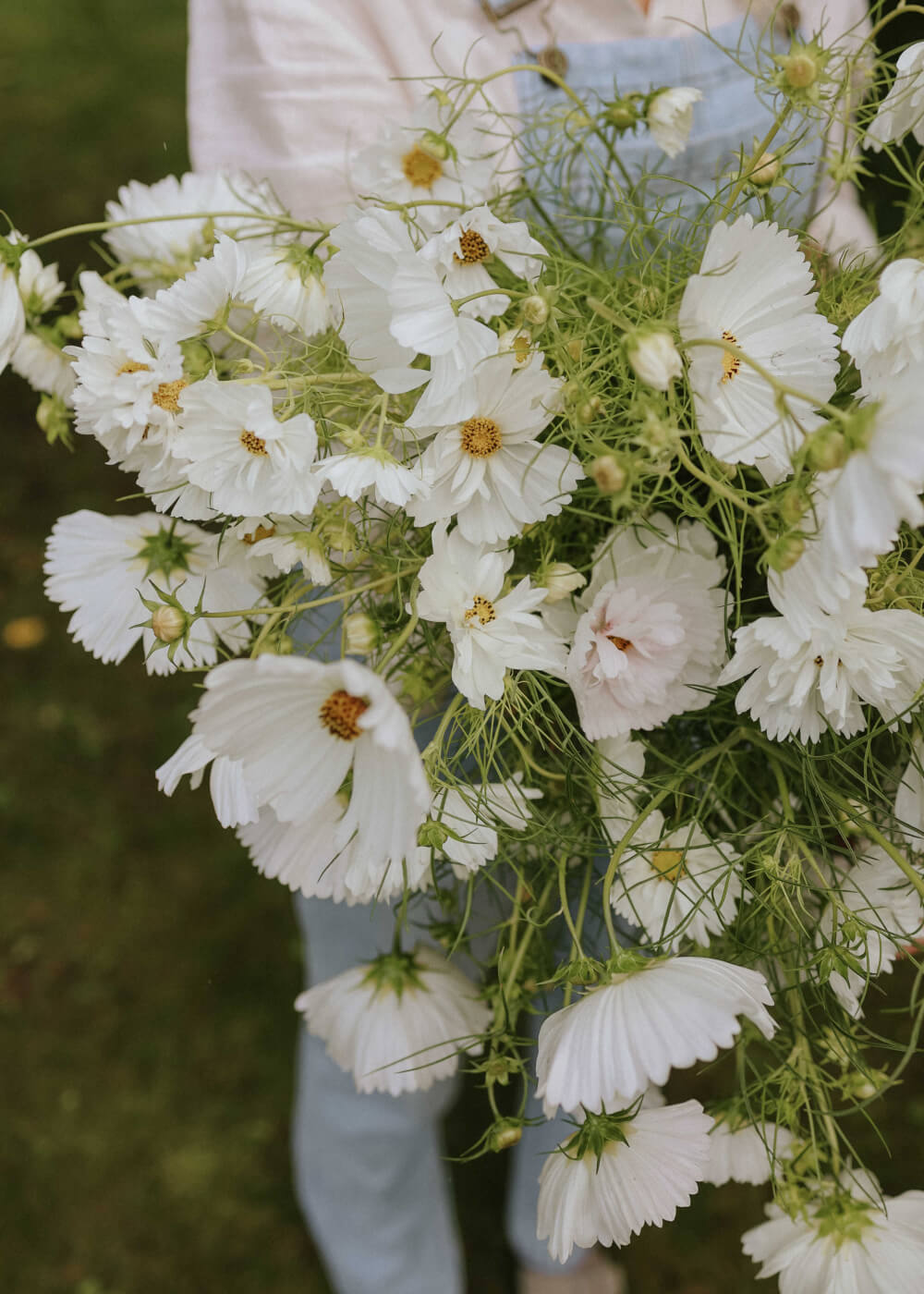 Cosmos mix - Hacienda White