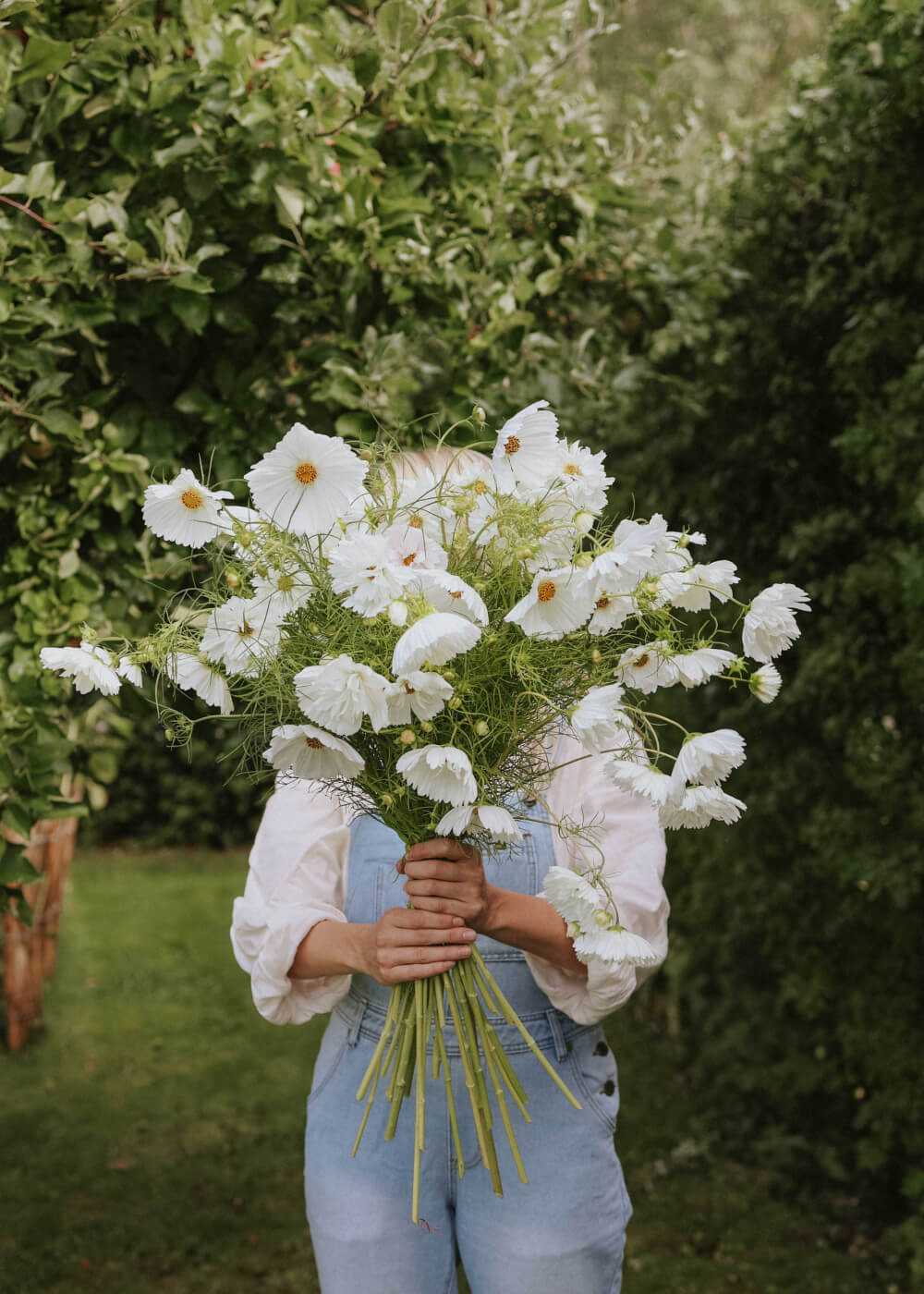 Cosmos mix - Hacienda White