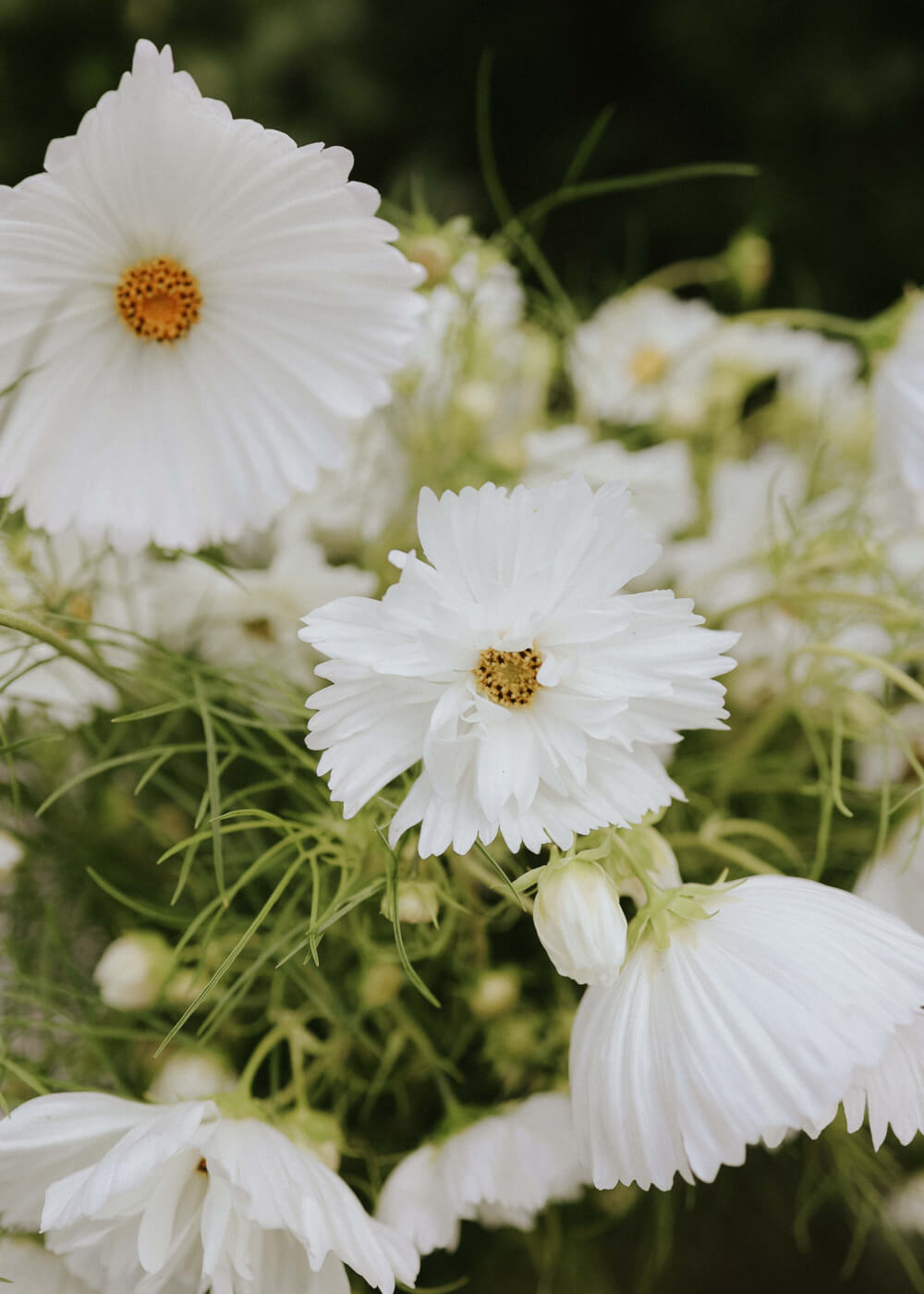 Cosmos mix - Hacienda White