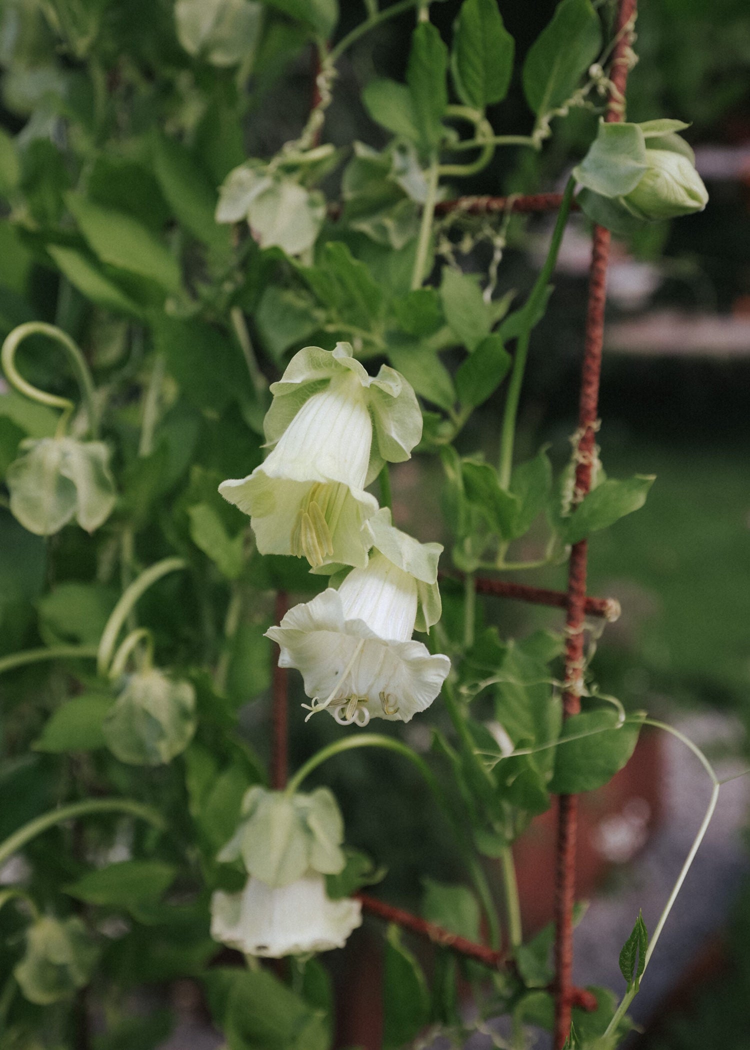 Cup & Saucer Vine - White