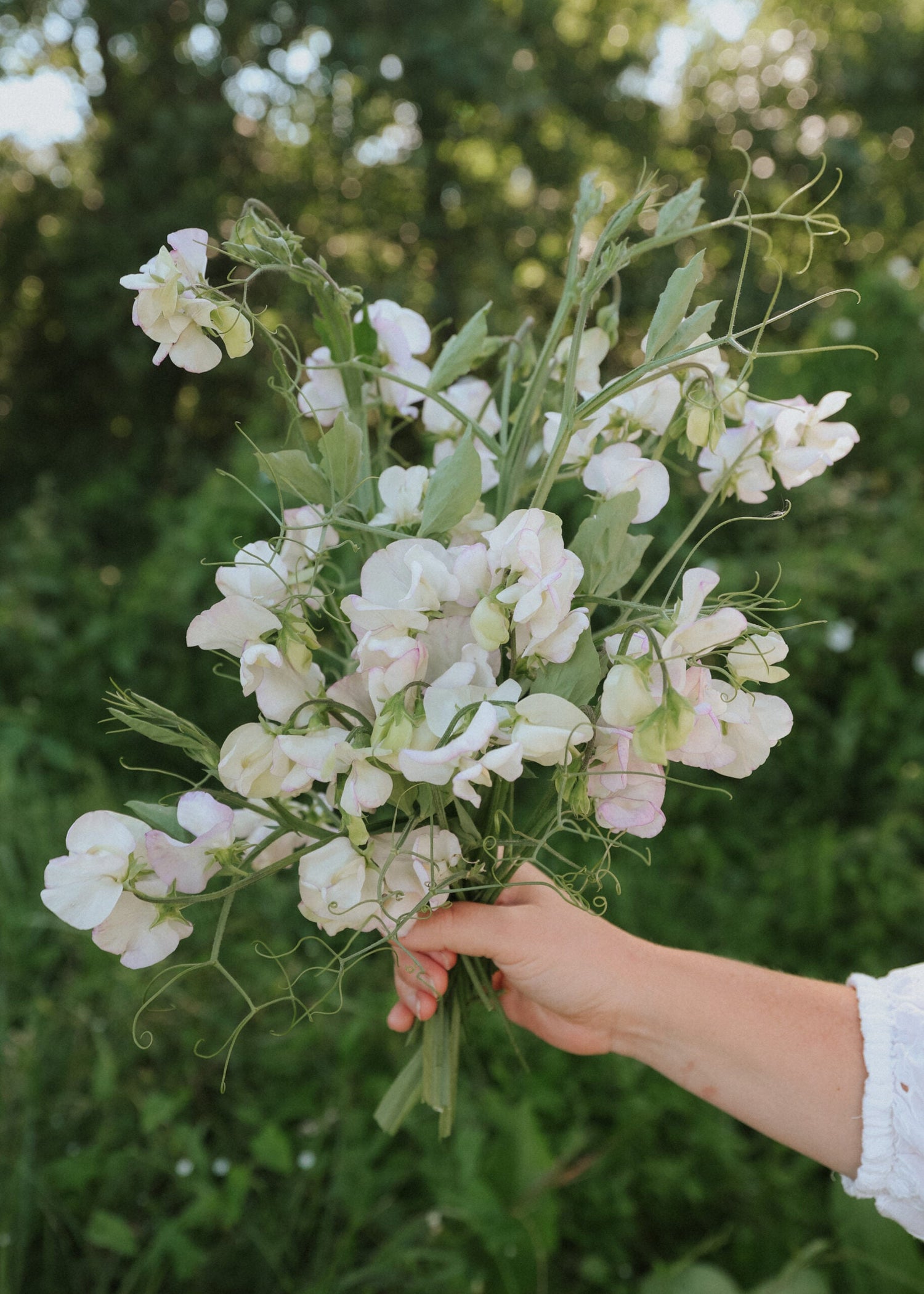 Sweet Pea - High Scent