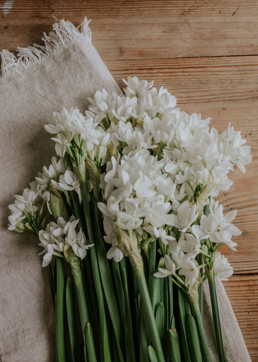 Tazett - Paperwhite Ziva