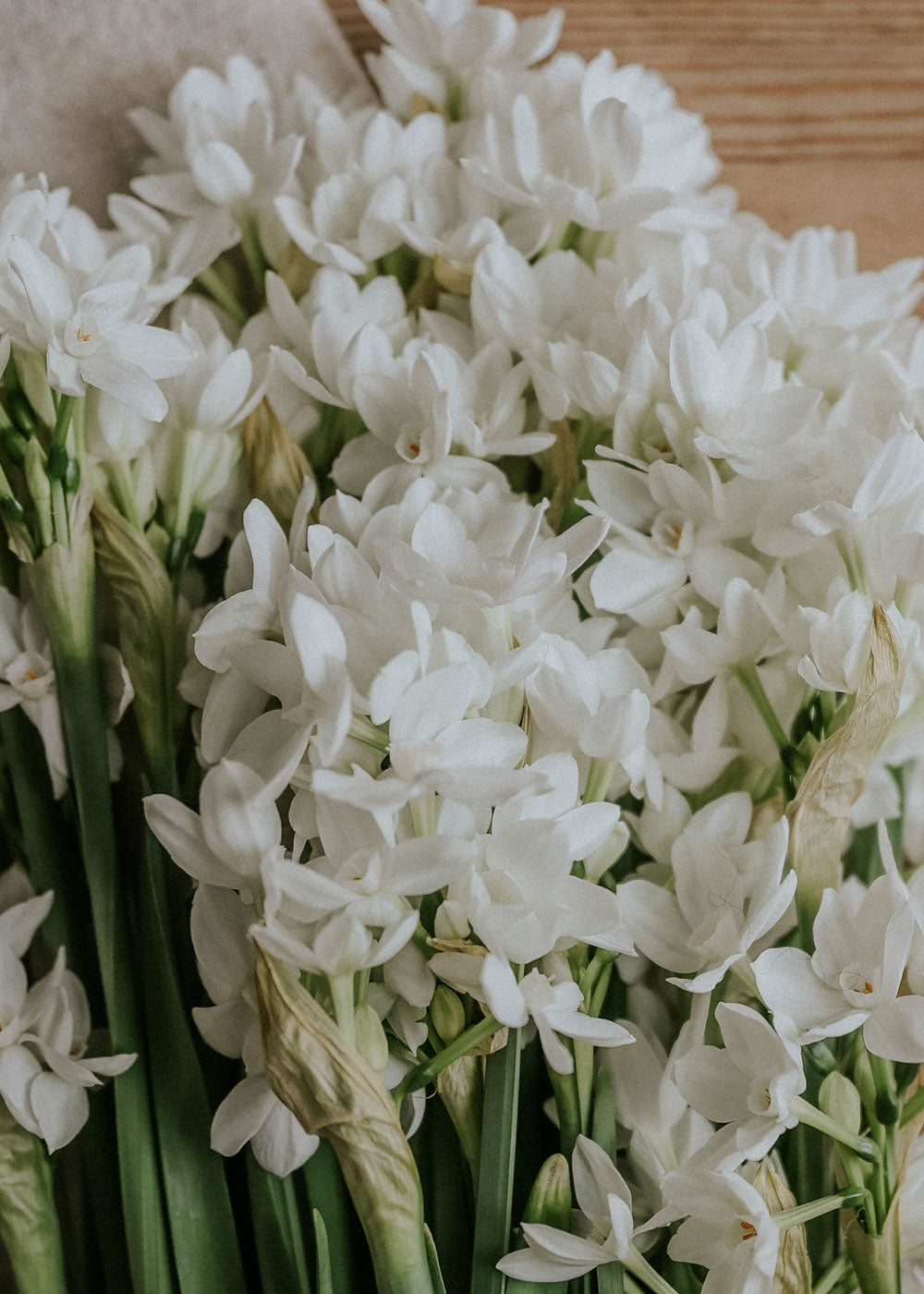 Tazett - Paperwhite Ziva