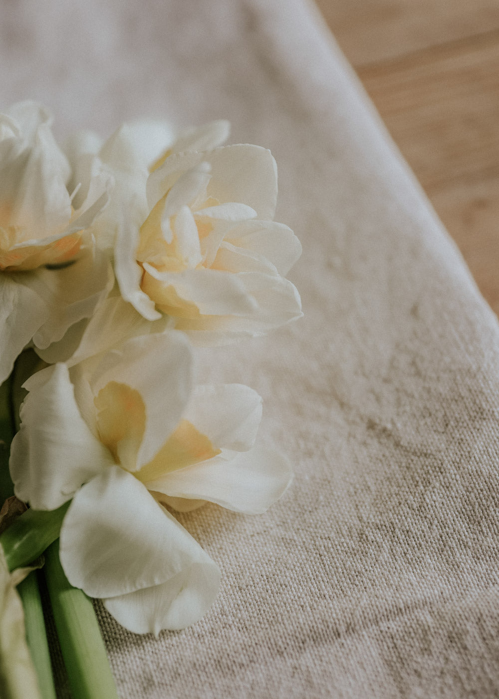 Narciss - Tender Beauty