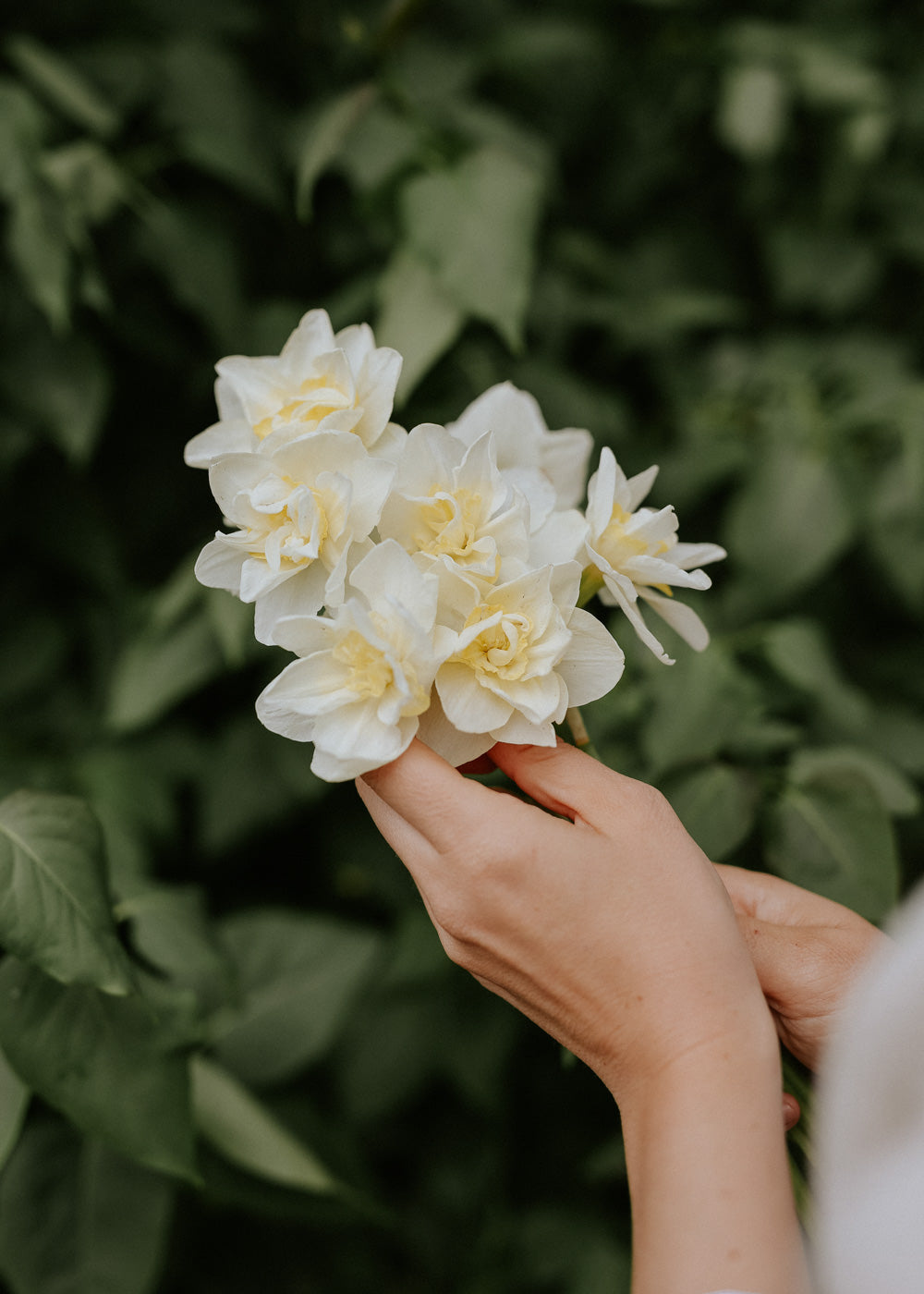 Narcissus - Tender Beauty