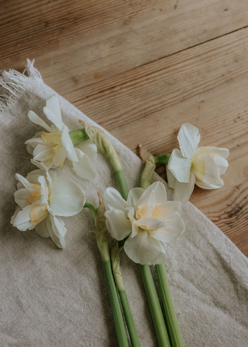 Narciss - Tender Beauty