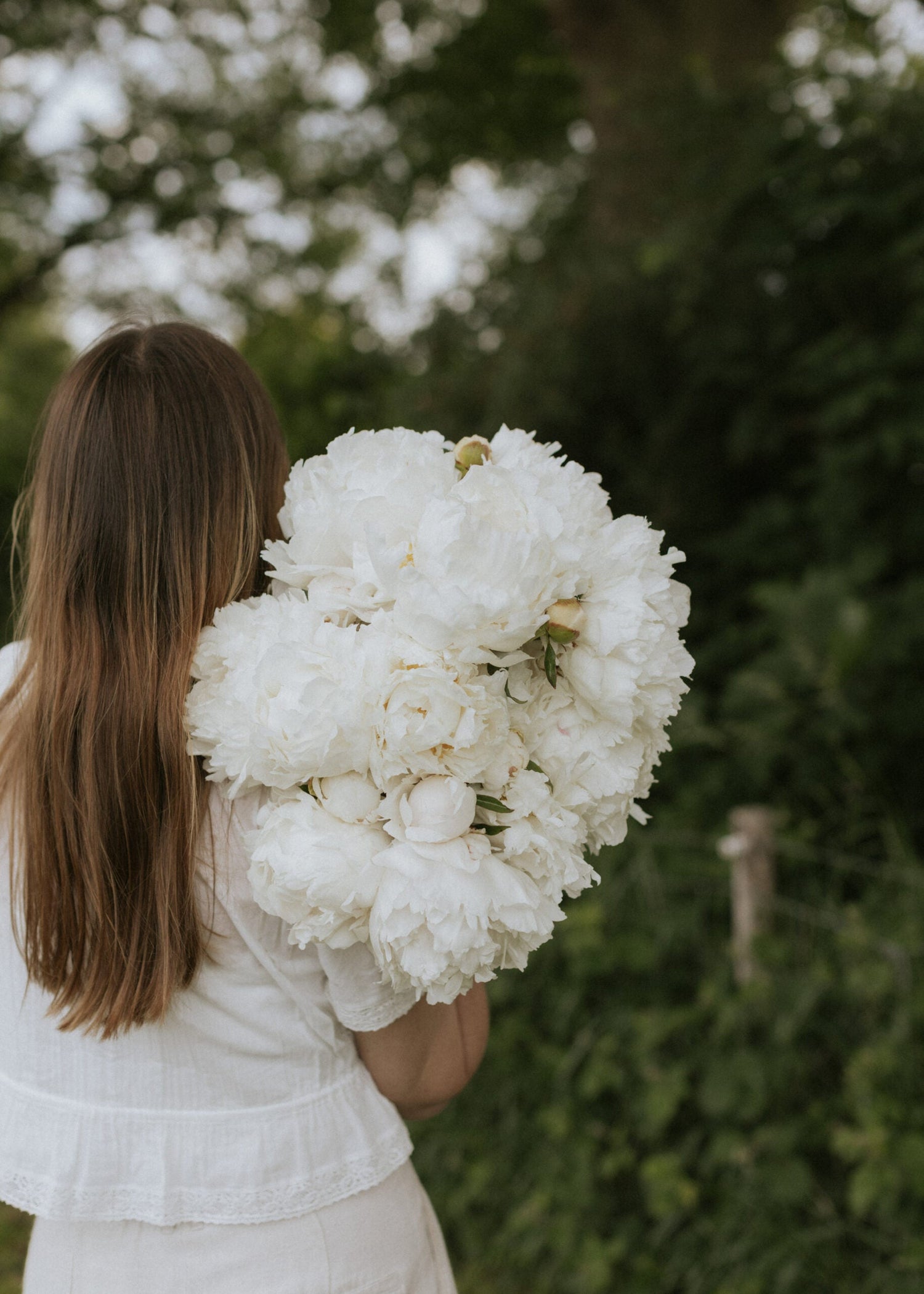 Peony - Bowl of Cream