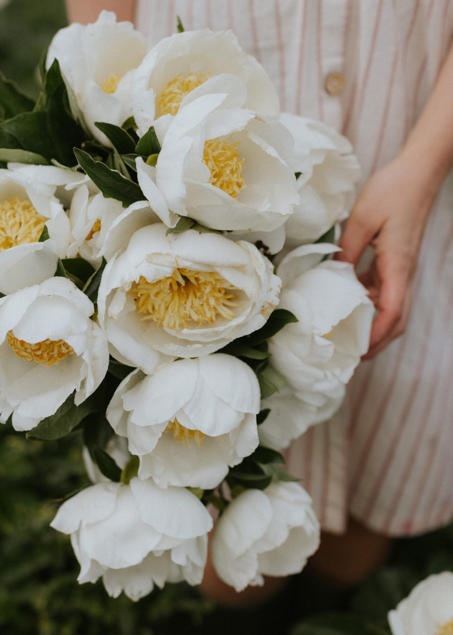 Pfingstrose - Jan Van Leeuwen