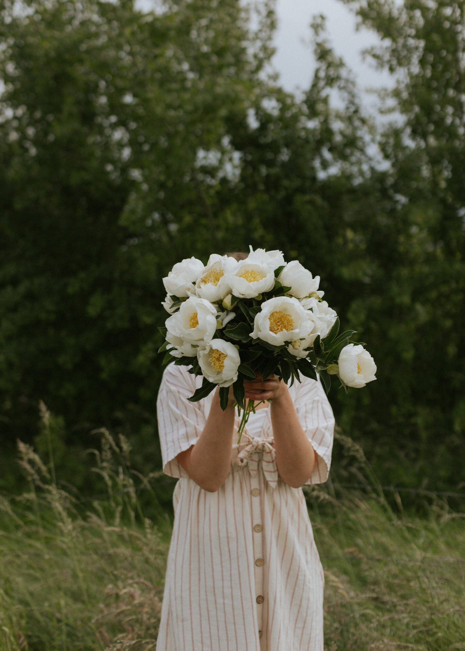 Pfingstrose - Jan Van Leeuwen