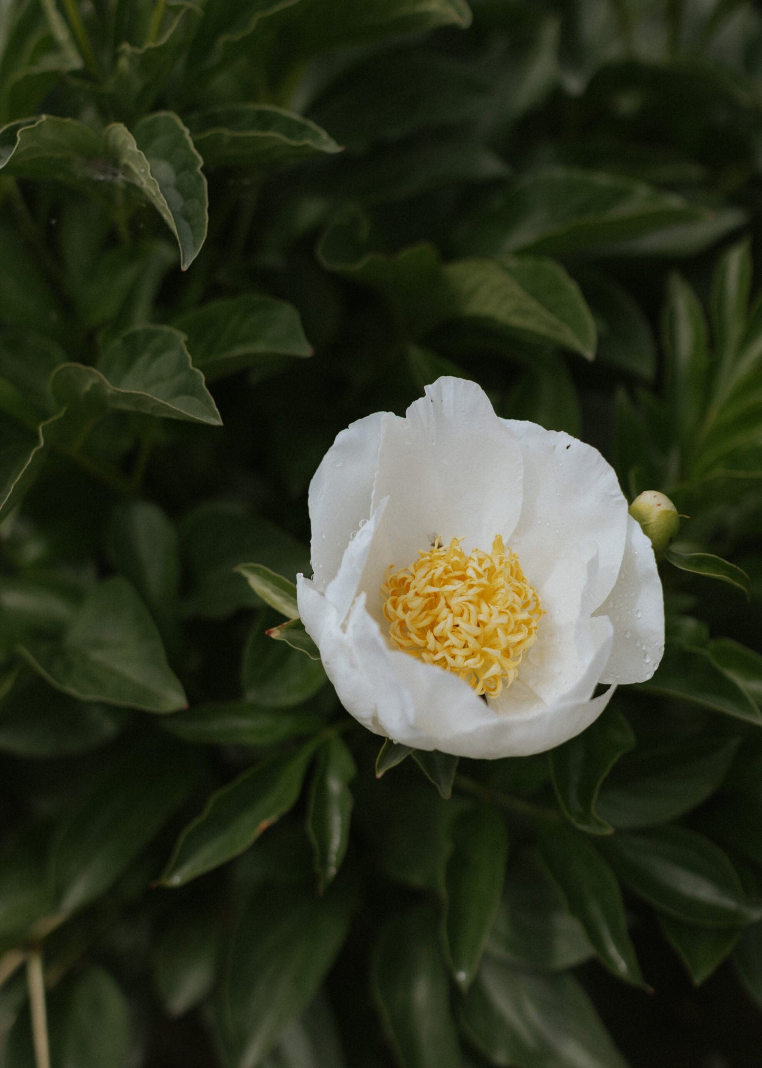 Pfingstrose - Jan Van Leeuwen