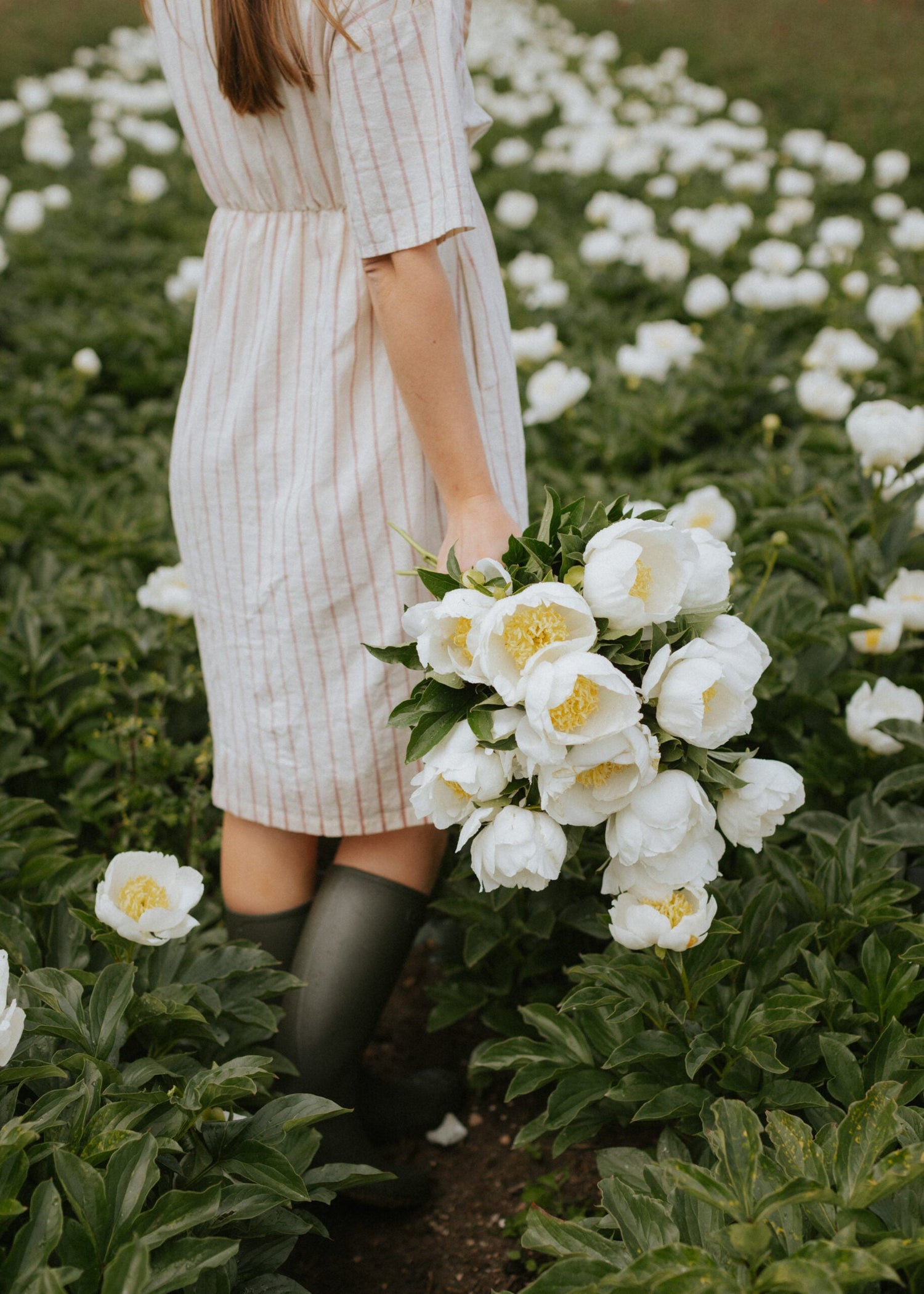 Pfingstrose - Jan Van Leeuwen