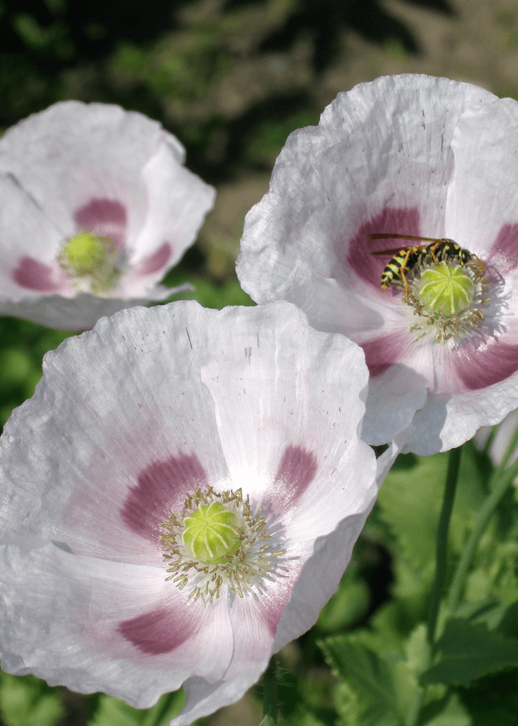 Vallmo - Bread Seed Poppy