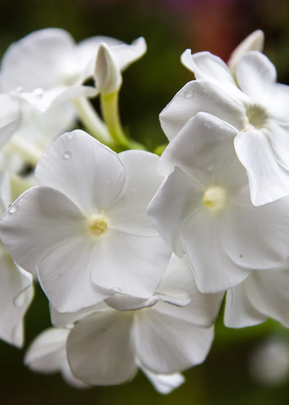 Sommarflox - White Beauty