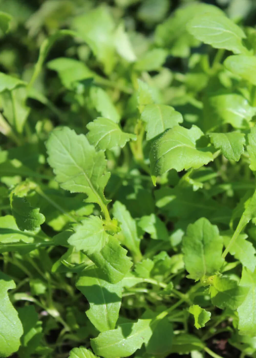 Wasabi-Ruccola - Wildfire