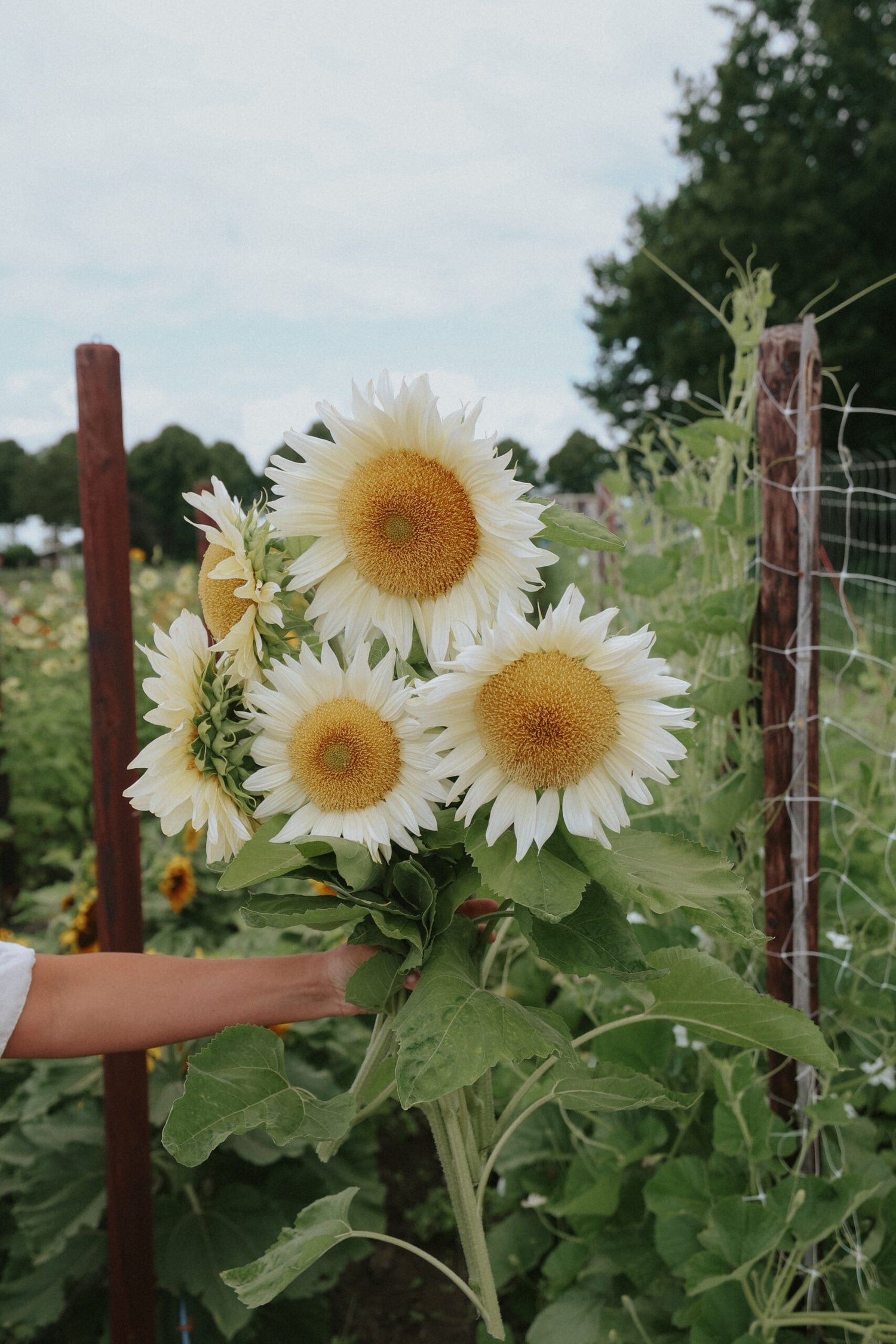 Solros - White Sun F1