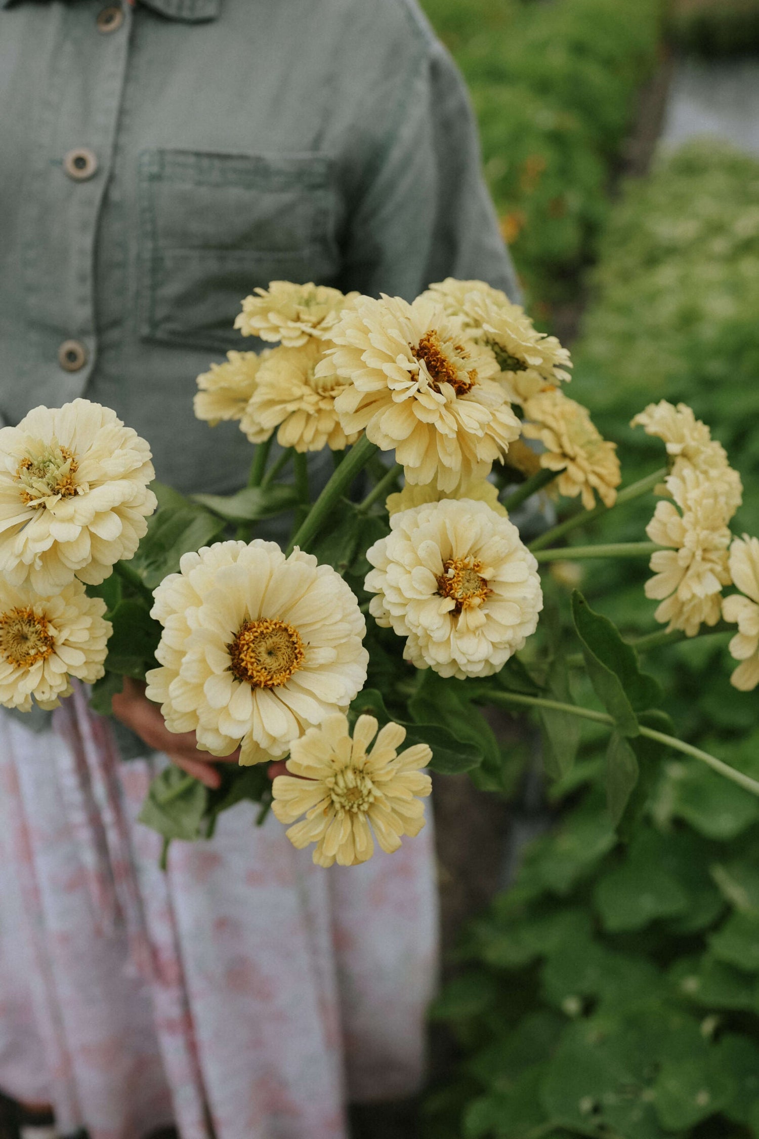 Zinnia - Dahl Flow Isabellina Creamy Yellow