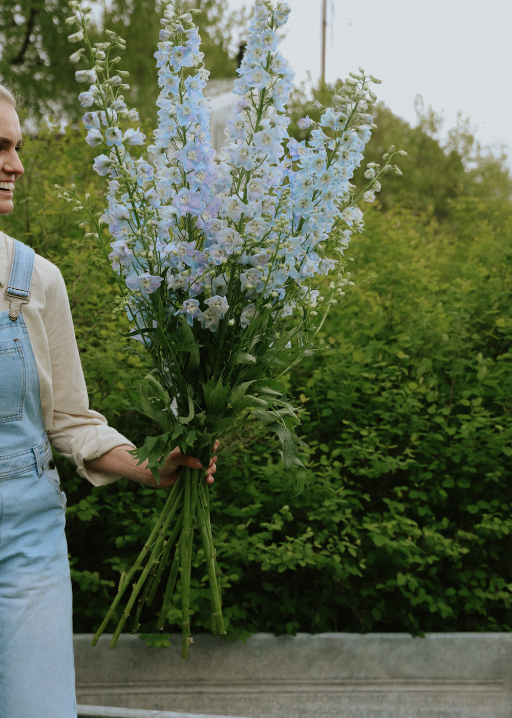 Ritterspor - Candle Light Blue Shades