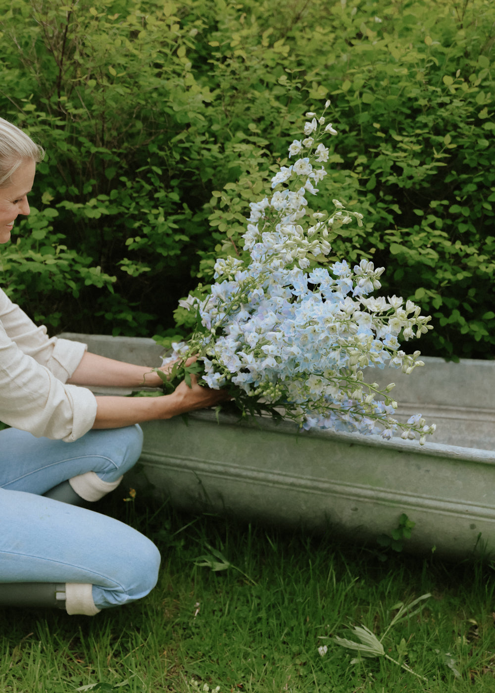 Ritterspor - Candle Light Blue Shades