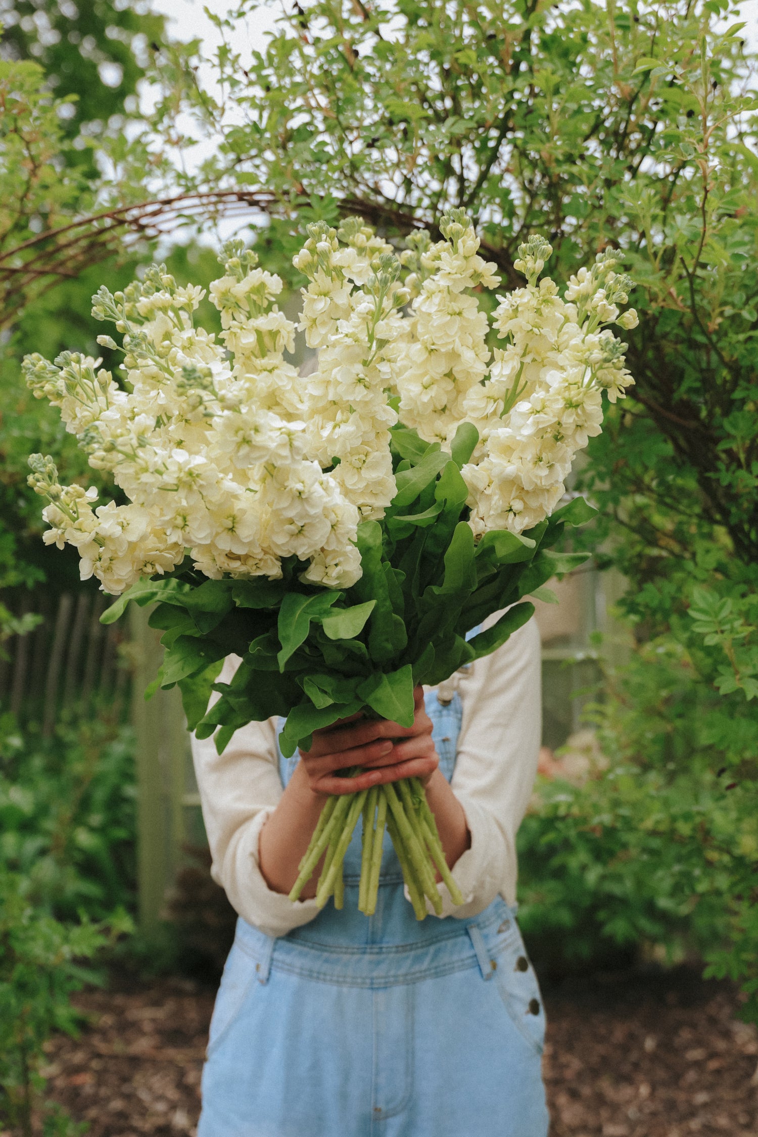 Levkoje - Noble Cream Yellow