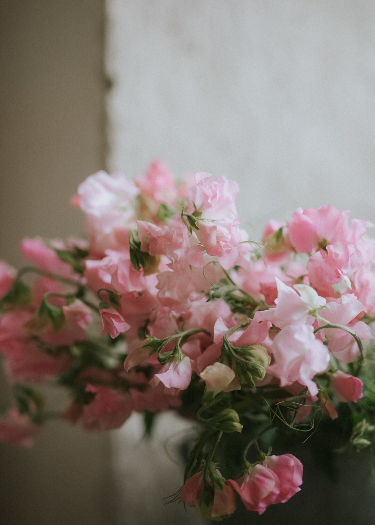 Sweet Pea - Spring Sunshine Peach