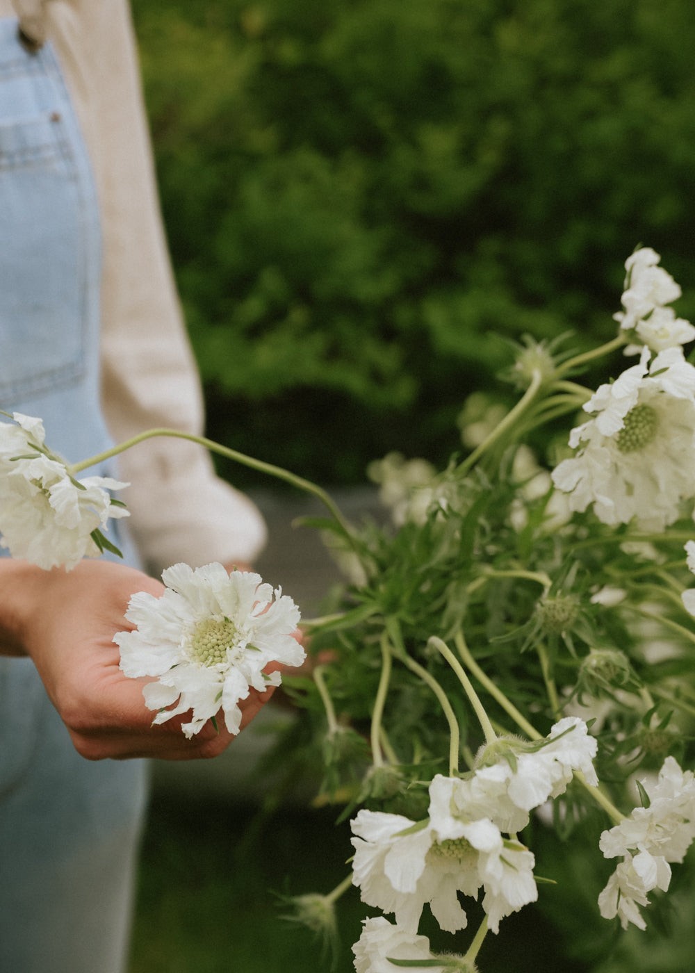 Scabiosa - Fama White
