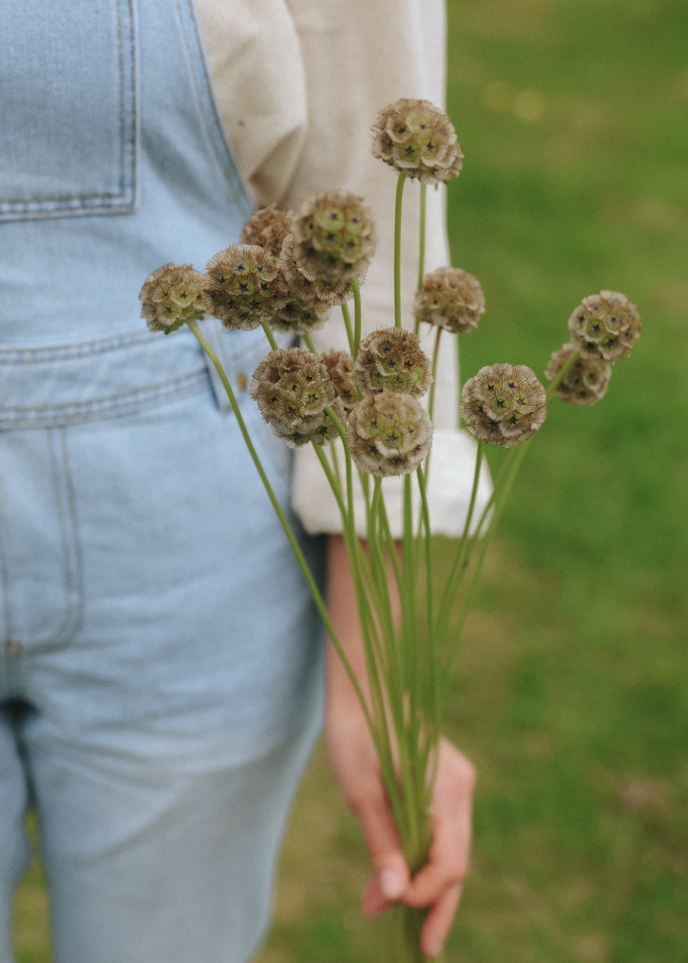 Scabious - Drumstick