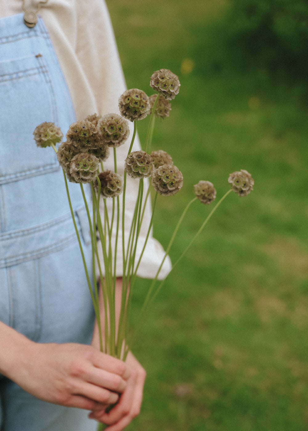 Scabious - Drumstick