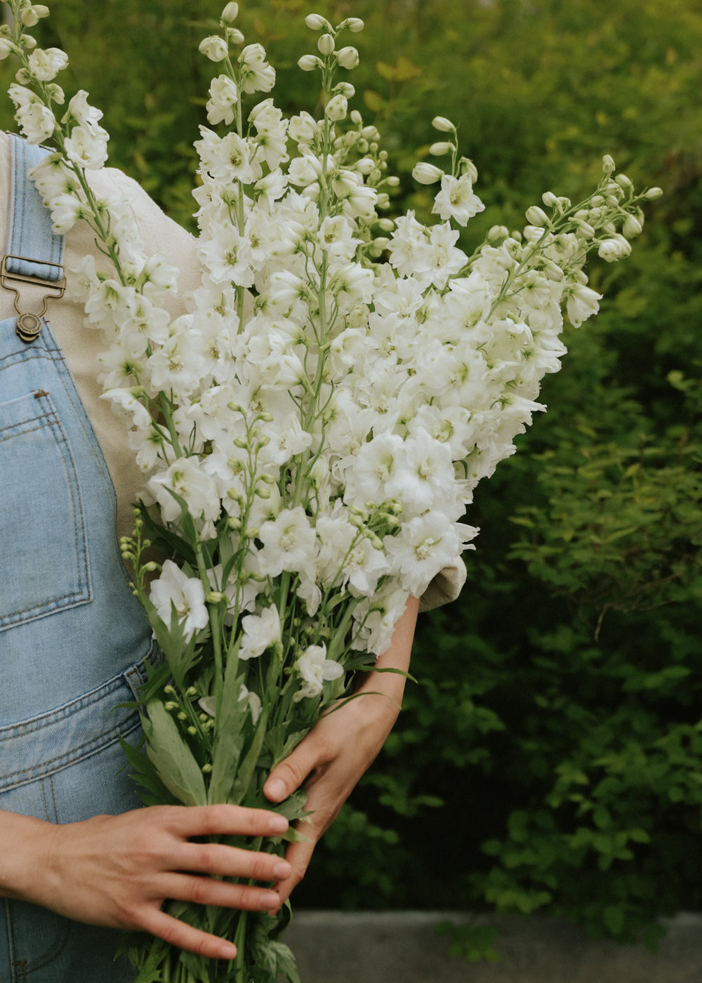 Rittersporn - Guardian White