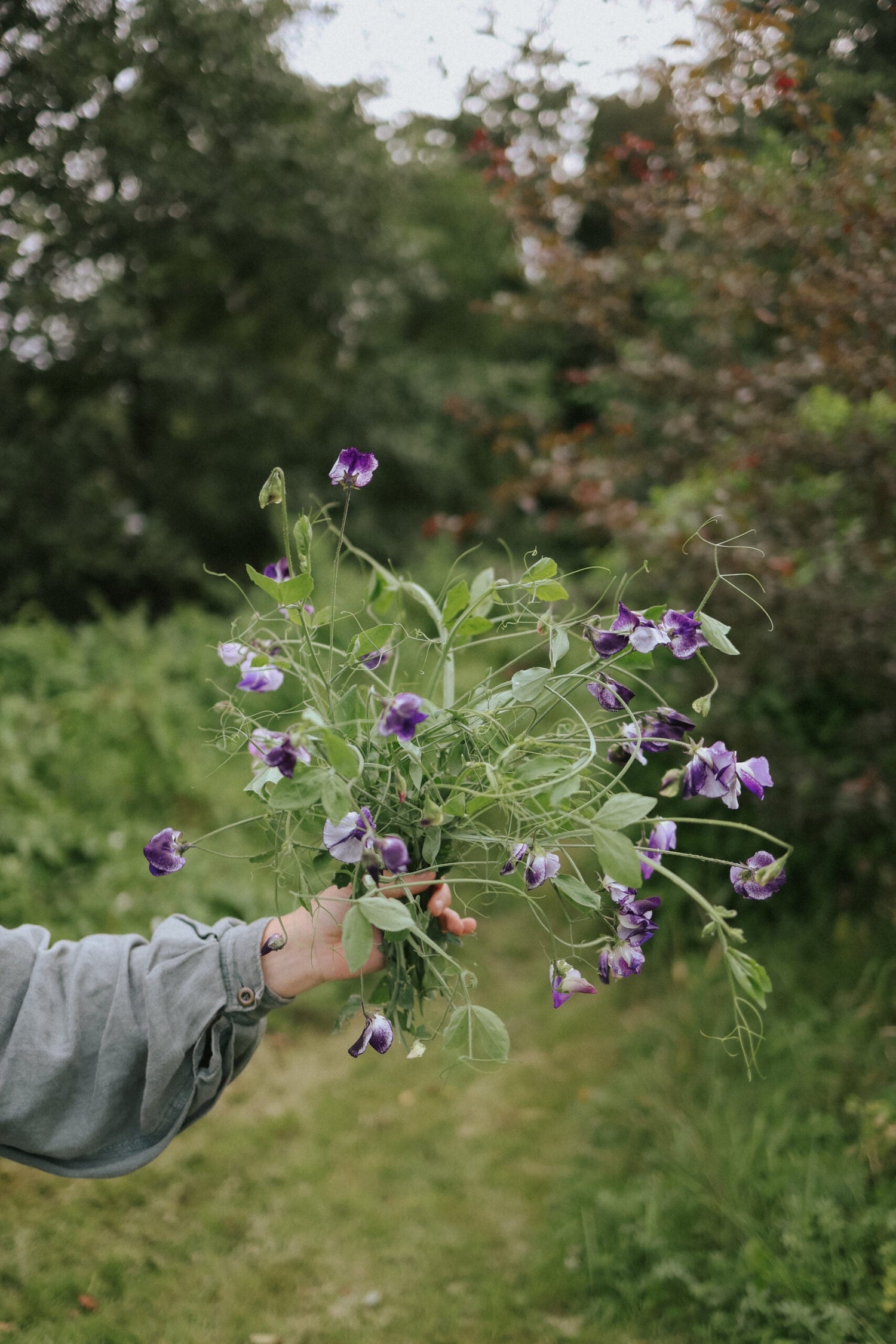 Sweet Pea - Nimbus Seeds