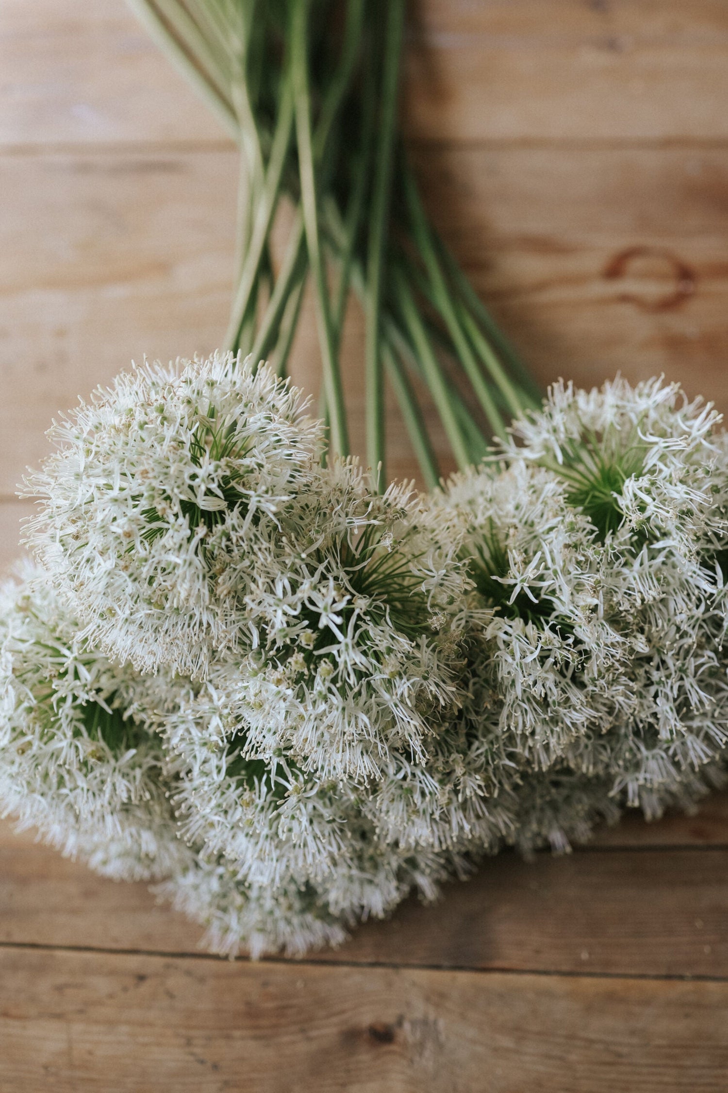 Allium - Mount Everest