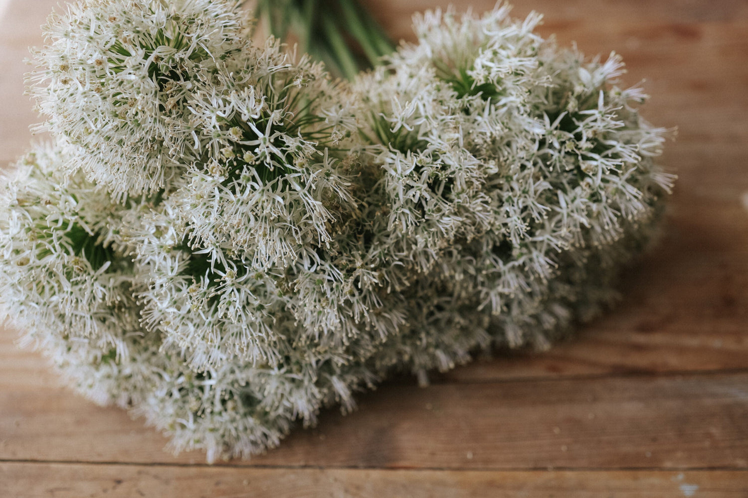 Allium - Mount Everest