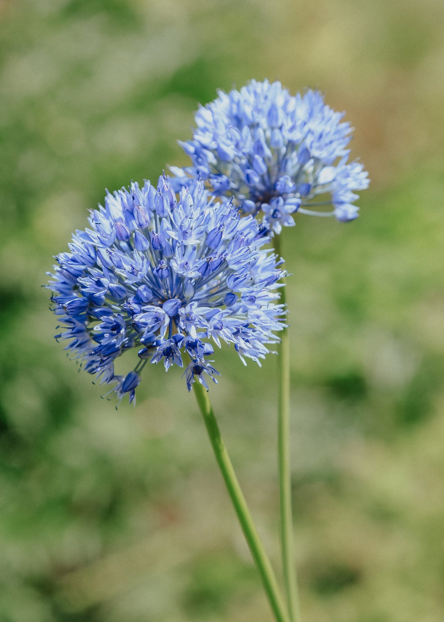 Allium - Caeruleum