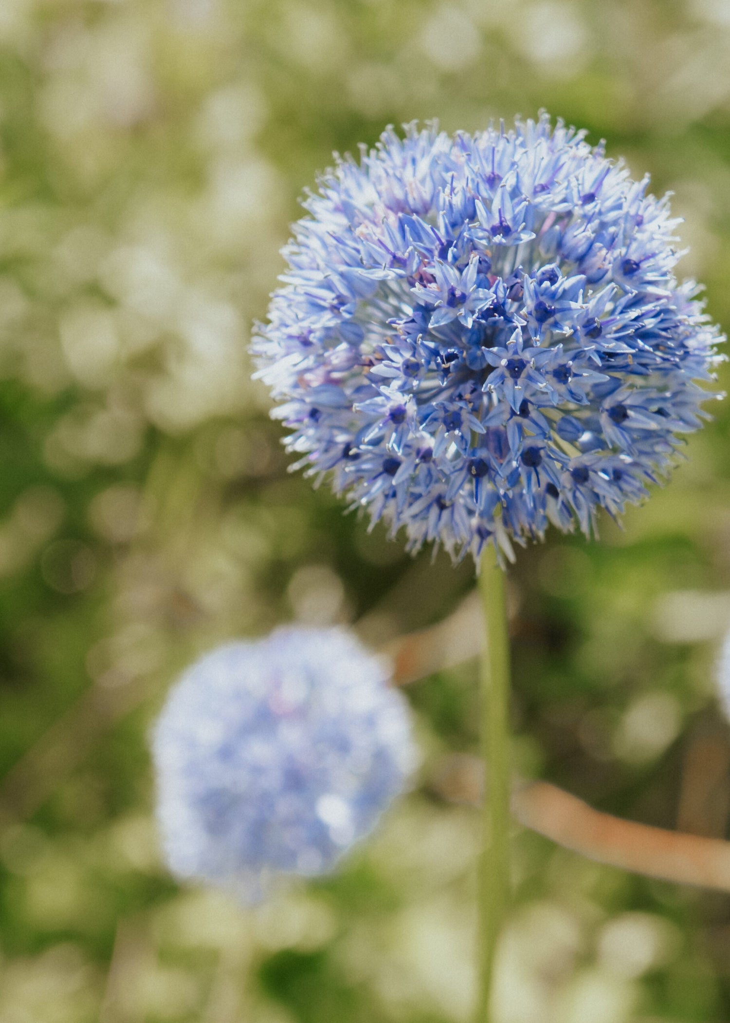 Allium - Caeruleum