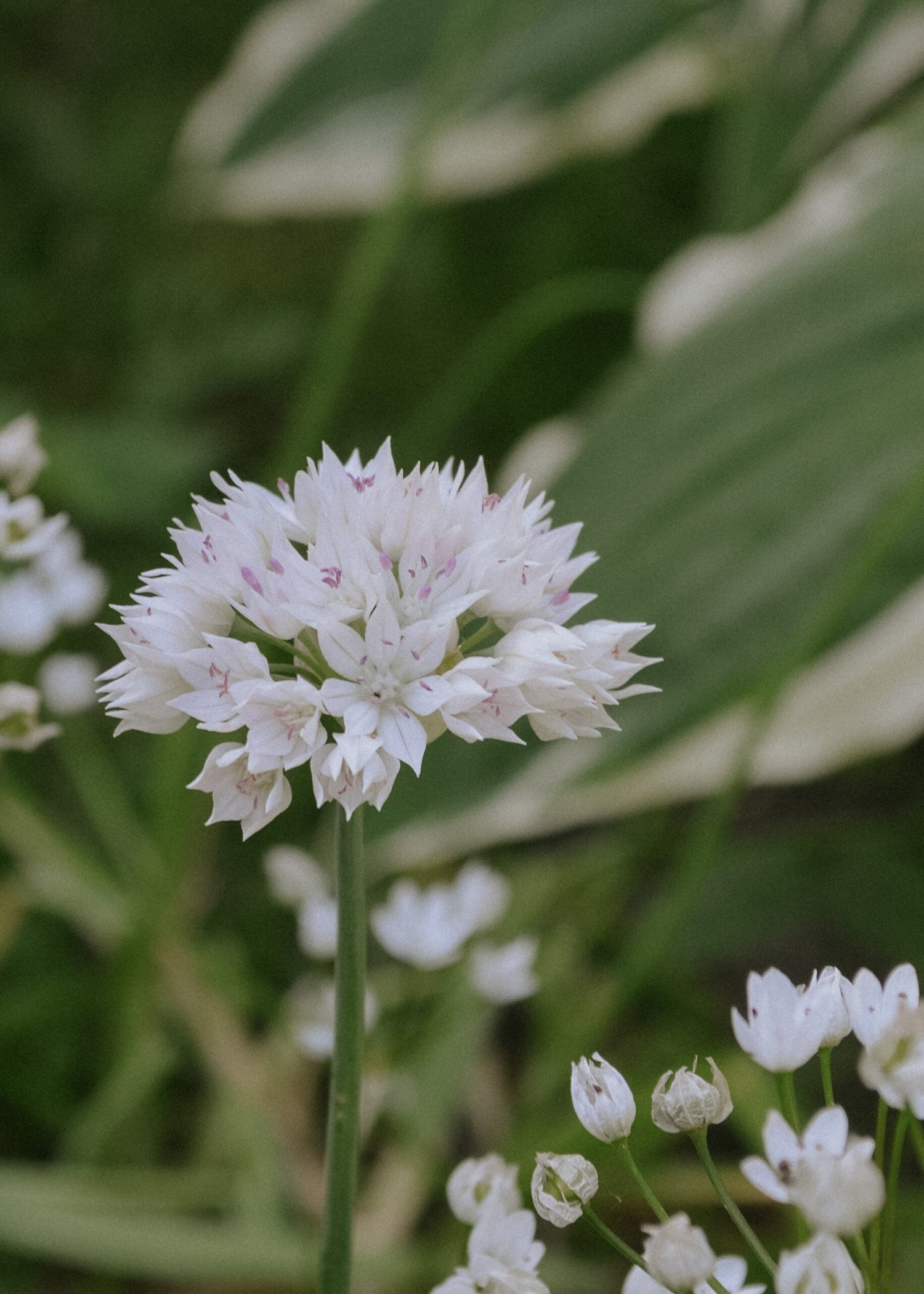 Allium - Graceful Beauty