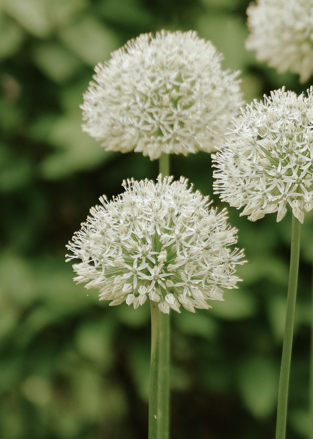 Allium - Mount Everest