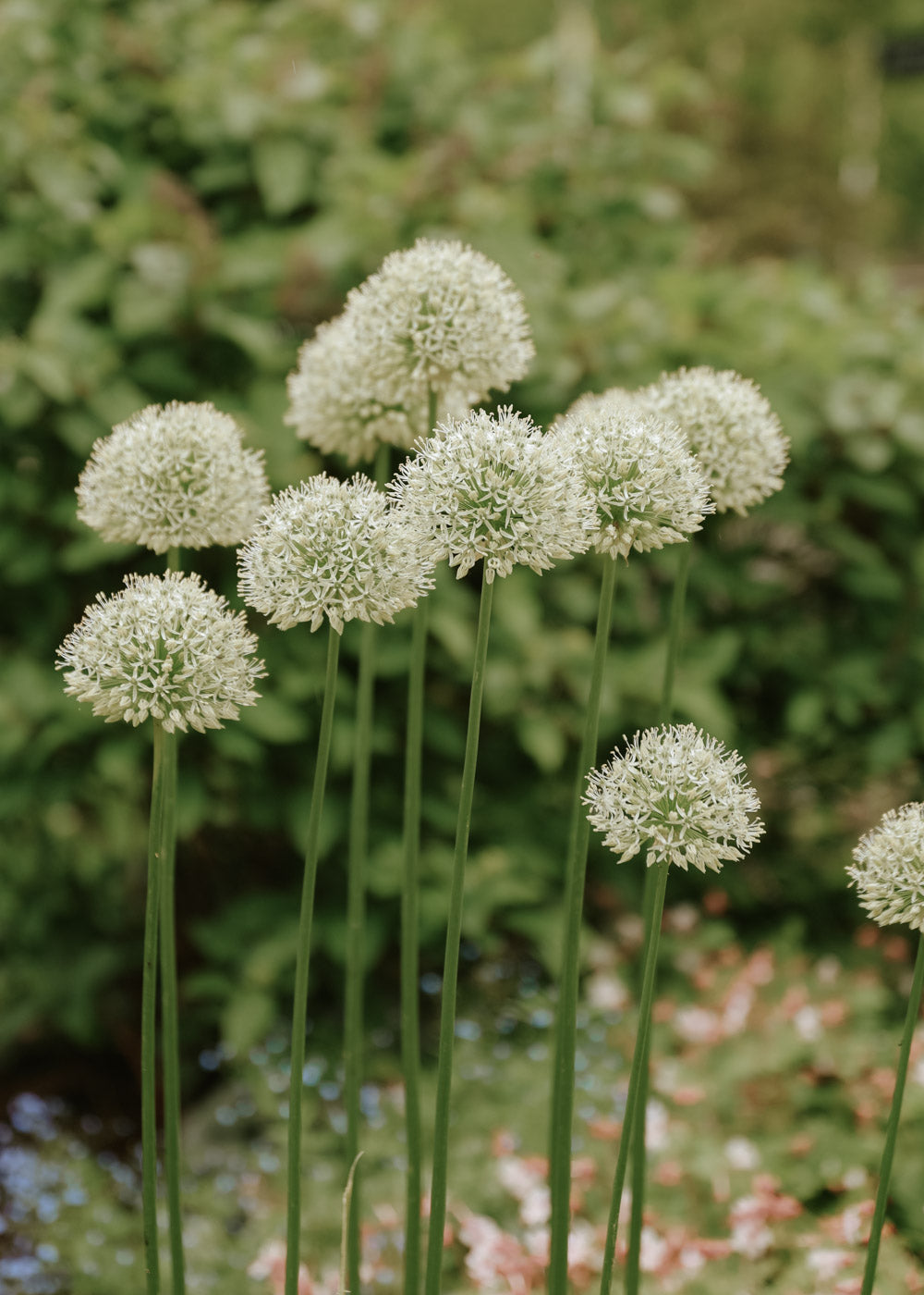 Allium - Mount Everest