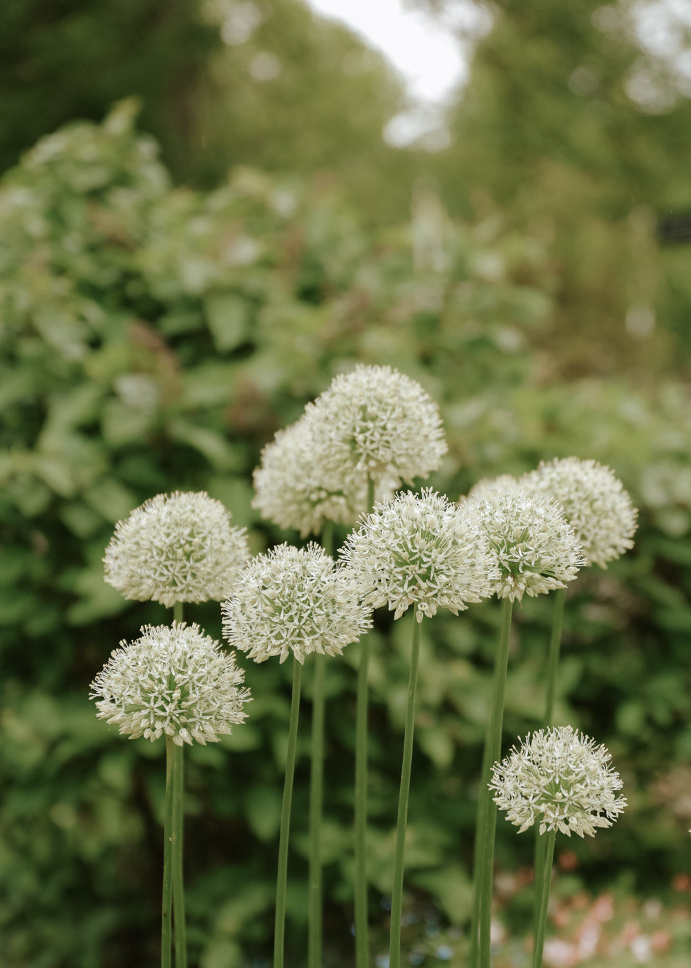 Allium - Mount Everest