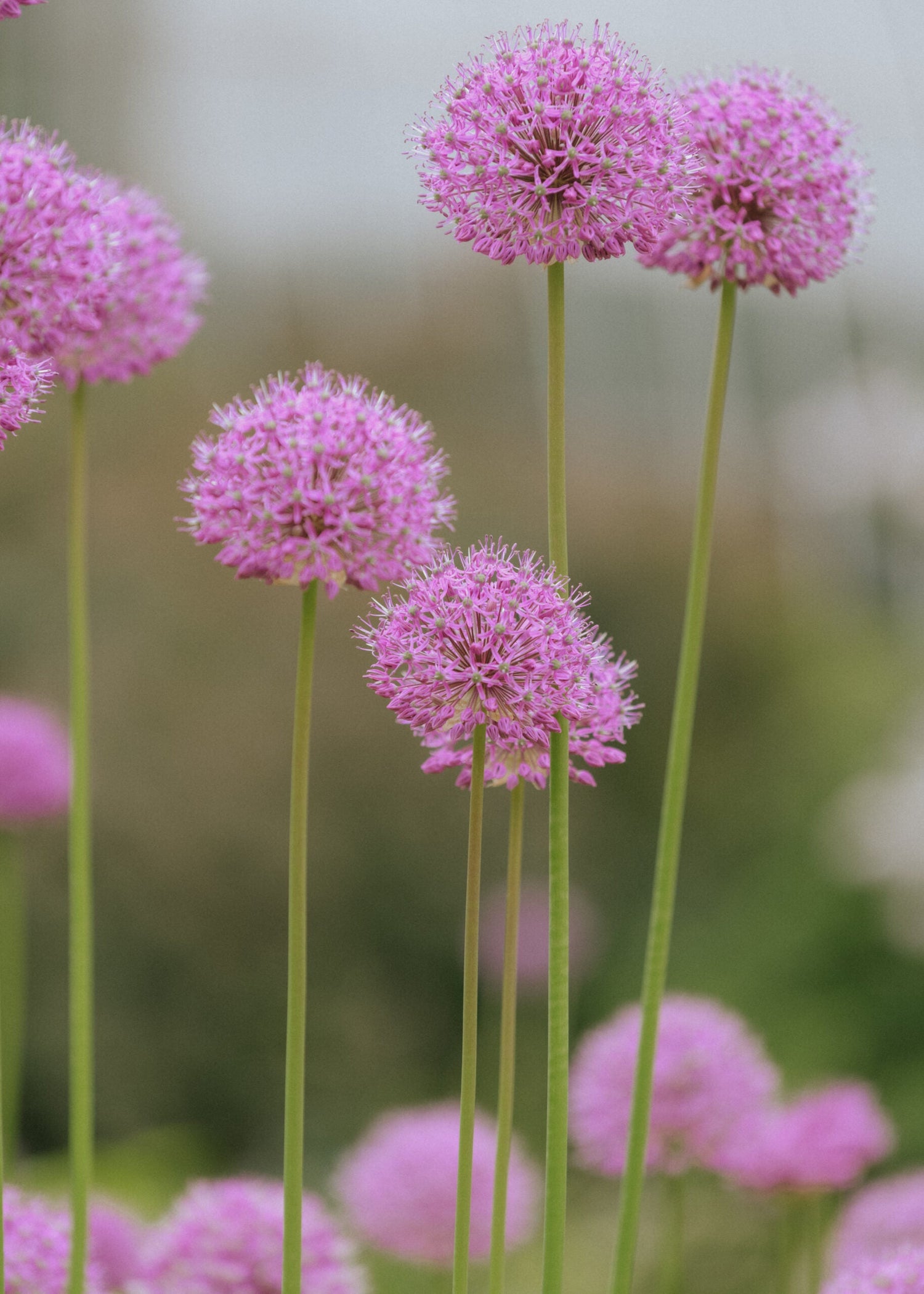 Allium - Rosy Dream