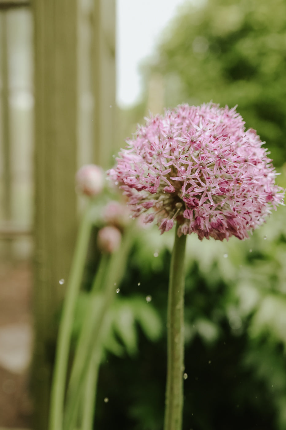 Allium - Party Balloons