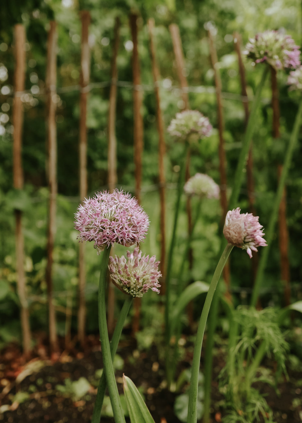 Allium - Party Balloons
