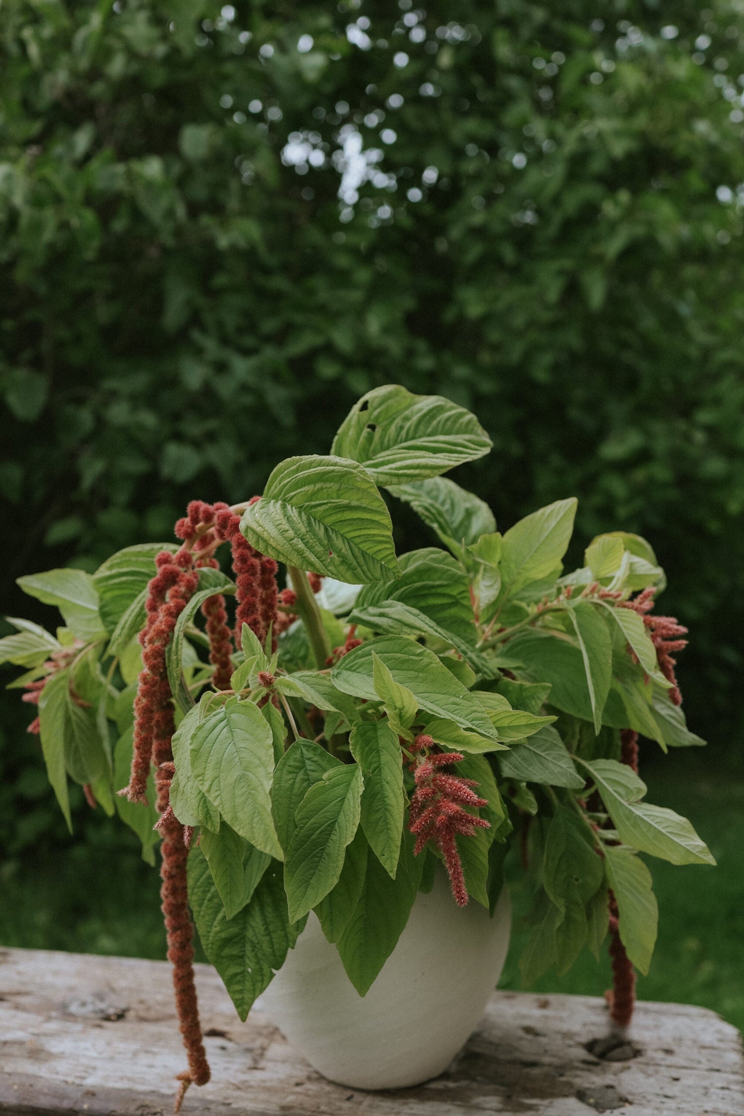Amarant - Coral Fountain