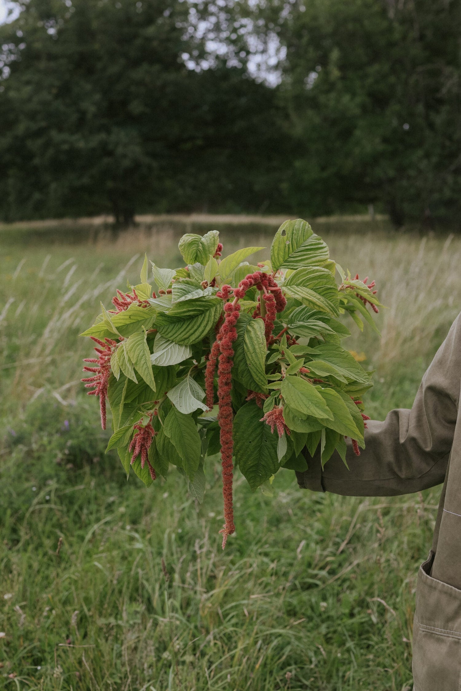 Amarant - Coral Fountain