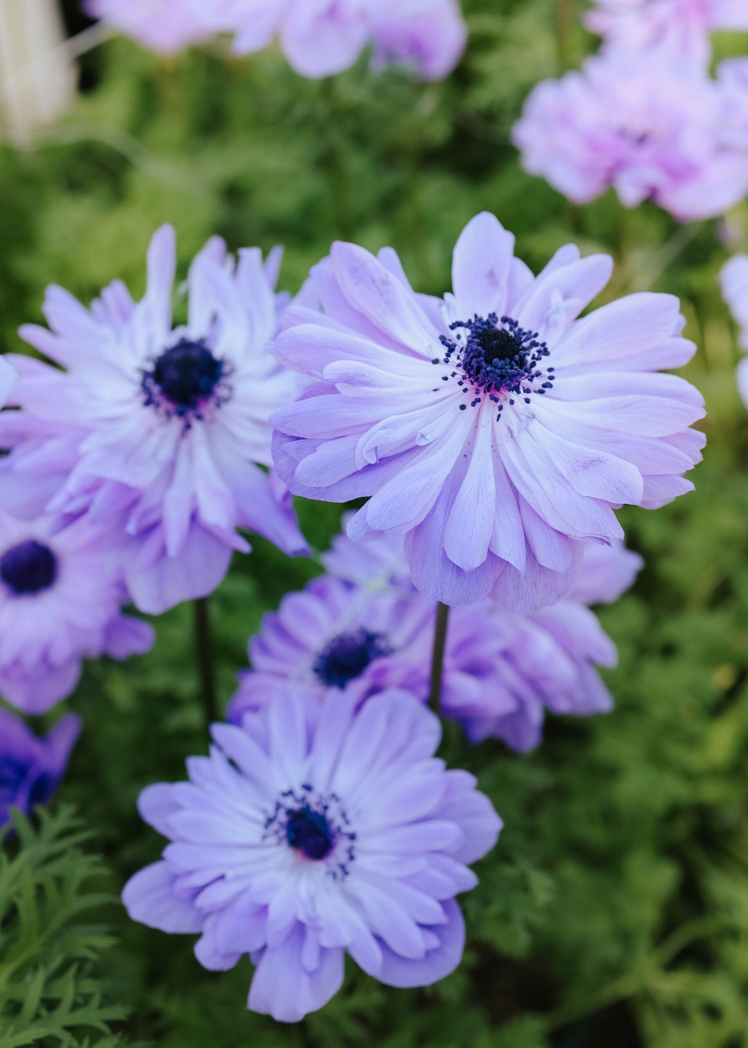 Anemon - Levante Azzurro