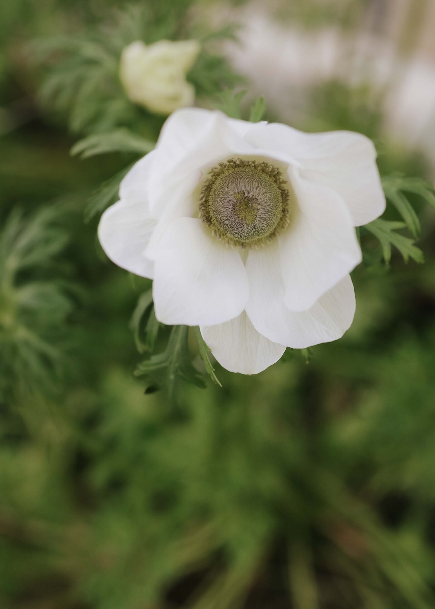 Anemon - Mistral Pale