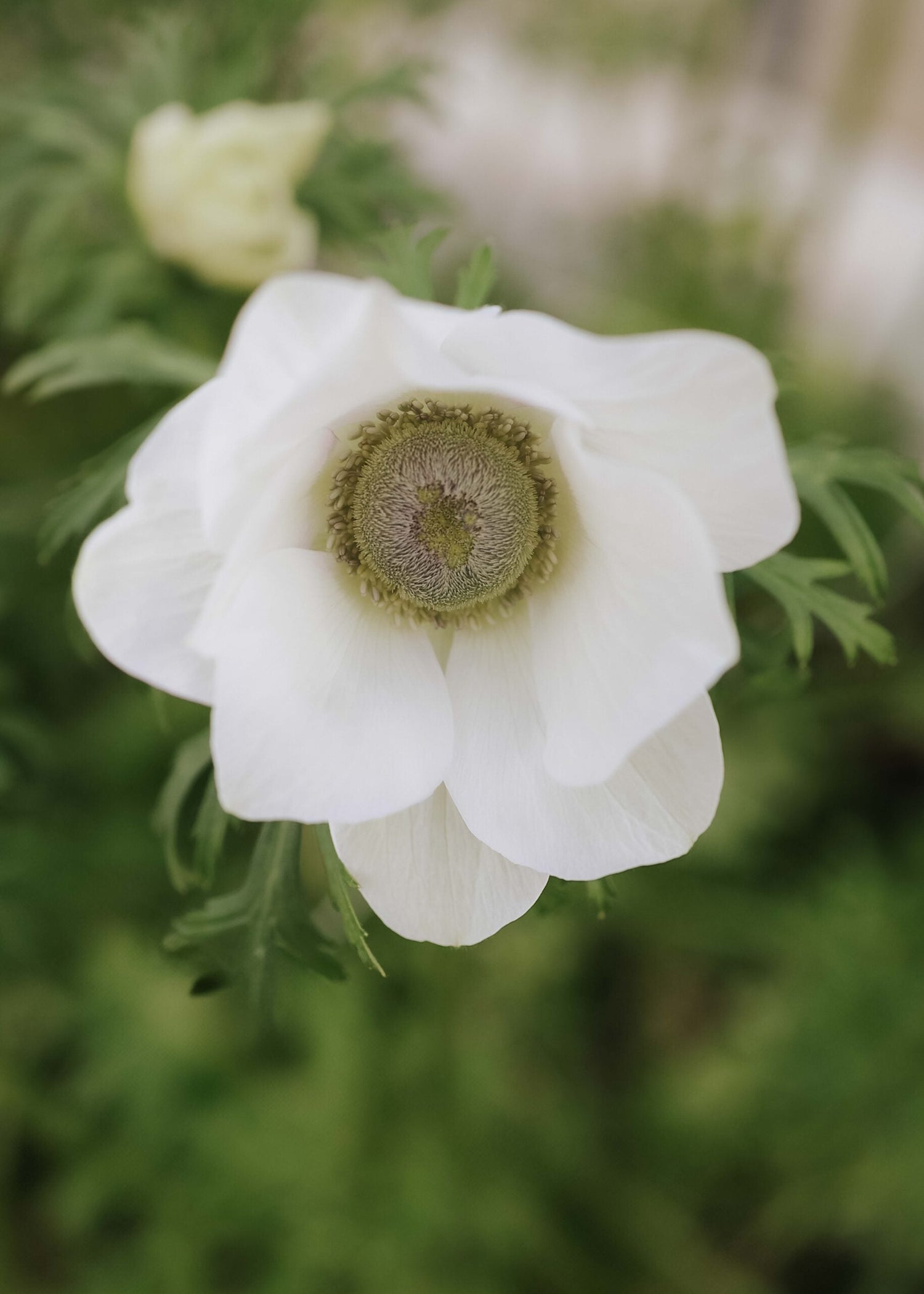 Anemon - Mistral Pale