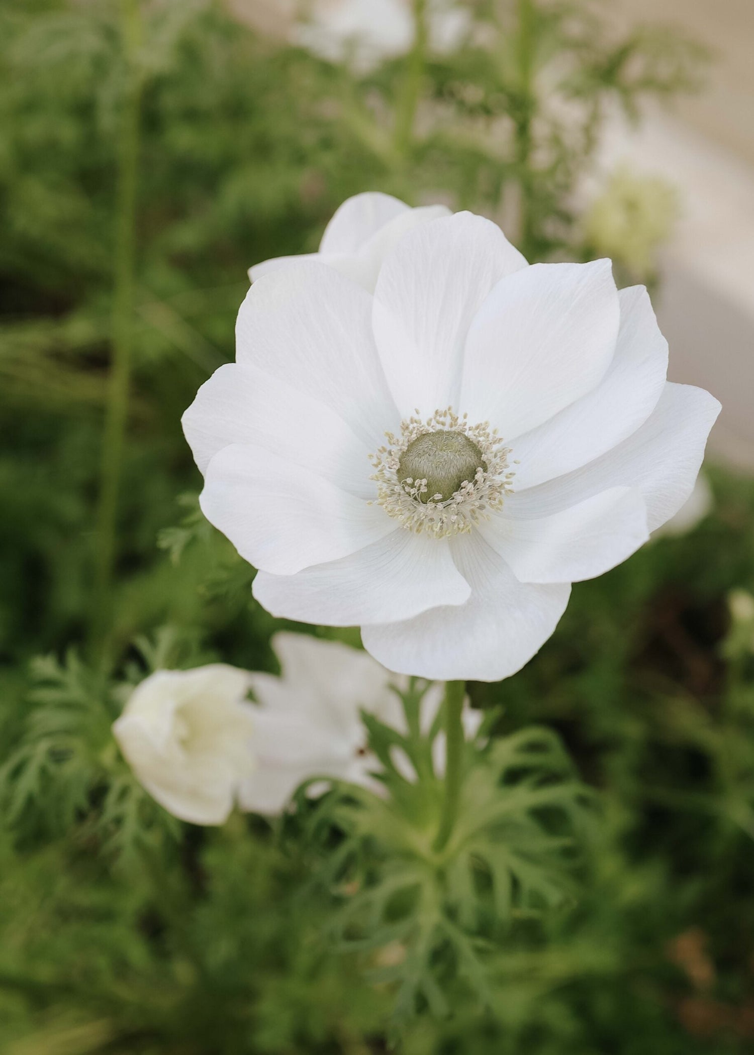 Anemon - Mistral Pale