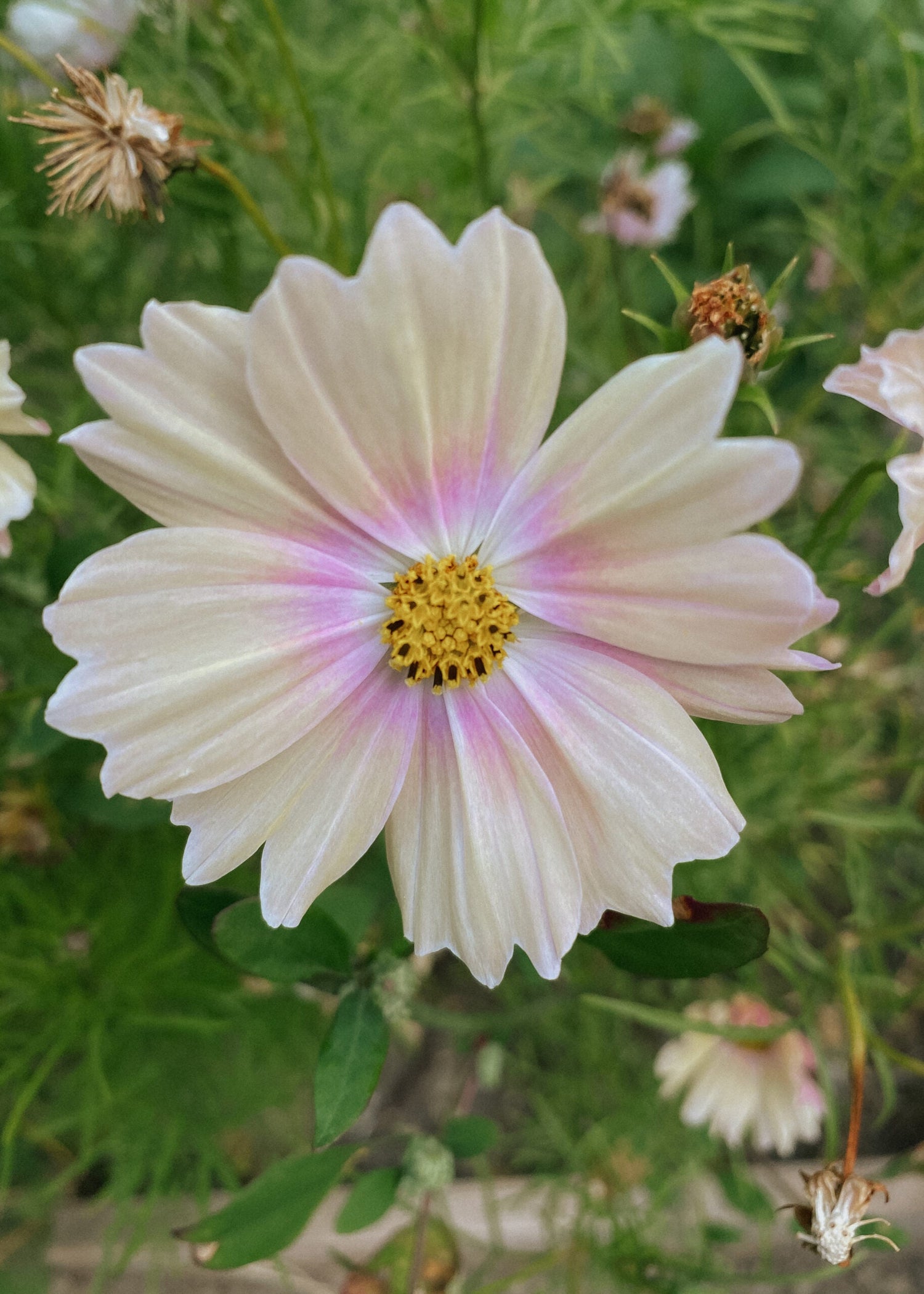 Cosmos - Apricot Lemonade