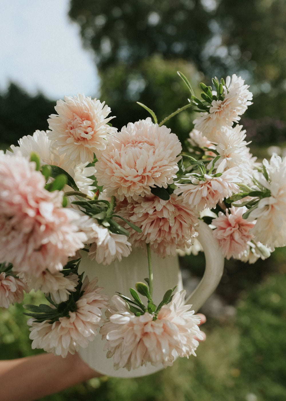 China Aster - King Size Apricot