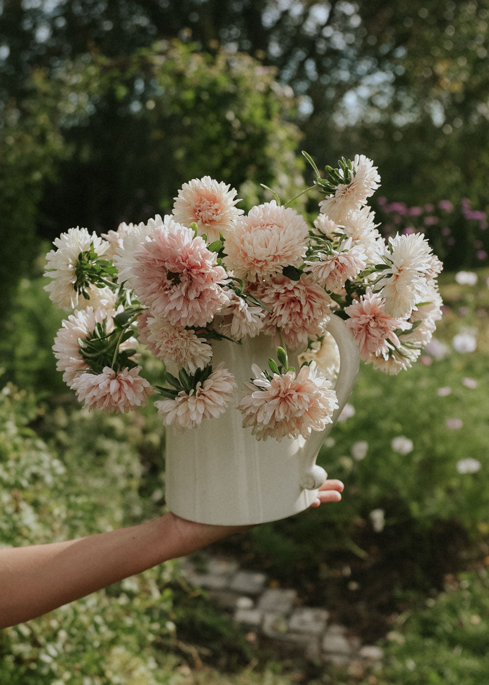 China Aster Seeds - King Size Apricot