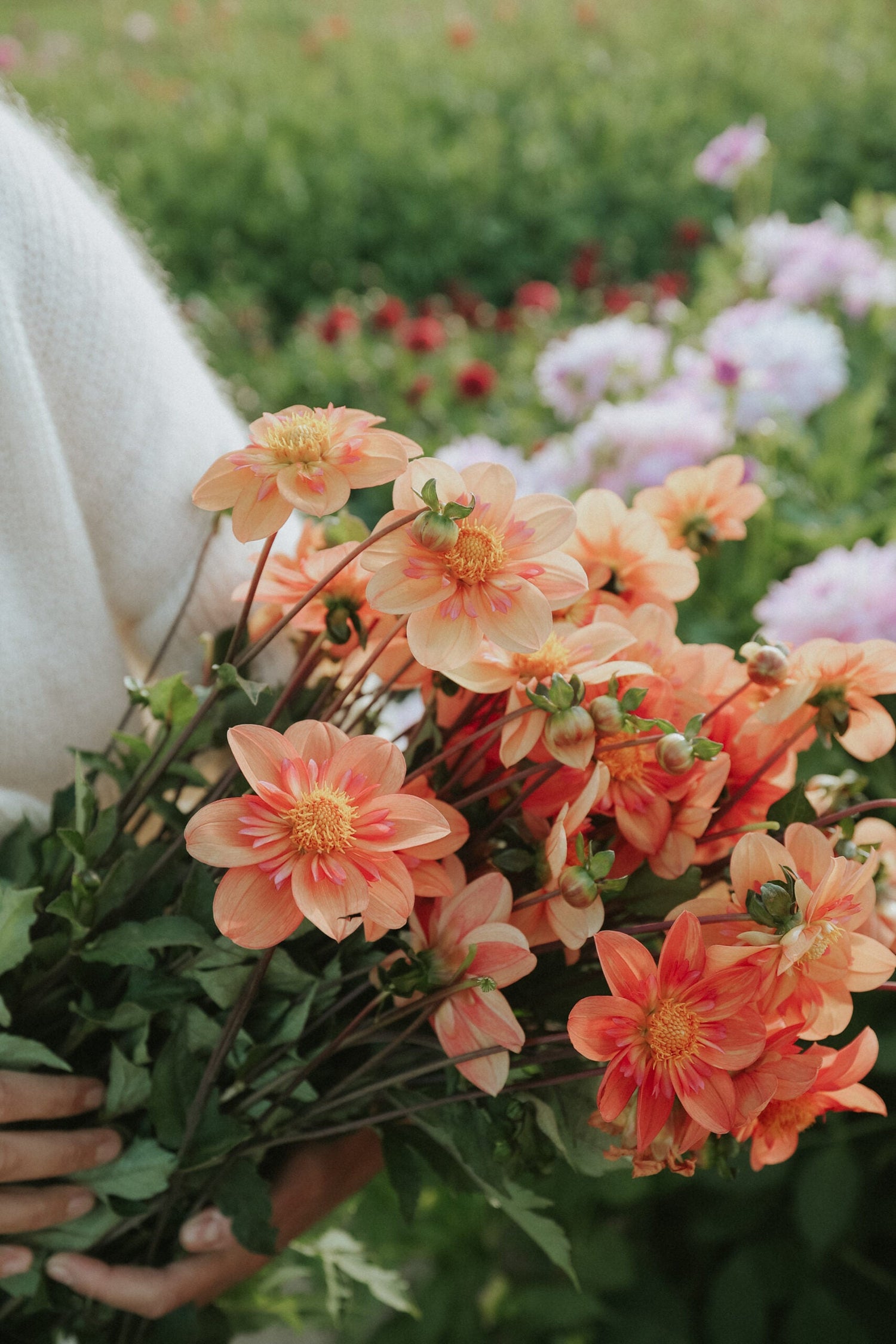 Dahlia - Kelsey Annie Joy